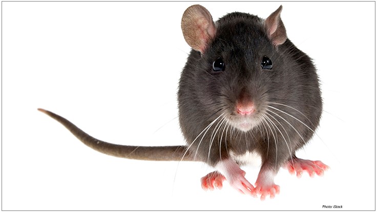 Rodent Fertility Control: What It Is and Why It’s Important