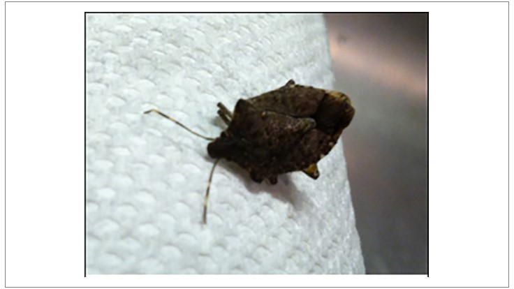 Researchers Examine Why Stink Bugs Stink