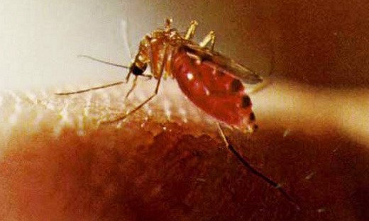 A Look at Mosquito Resistance