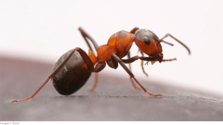 Seven Tips for Quickly Eliminating Large Ant Infestations