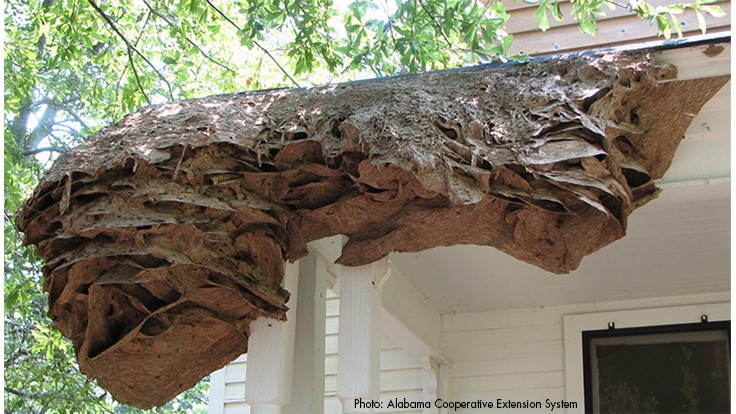 Massive Yellowjacket Nests Appearing Again in Alabama