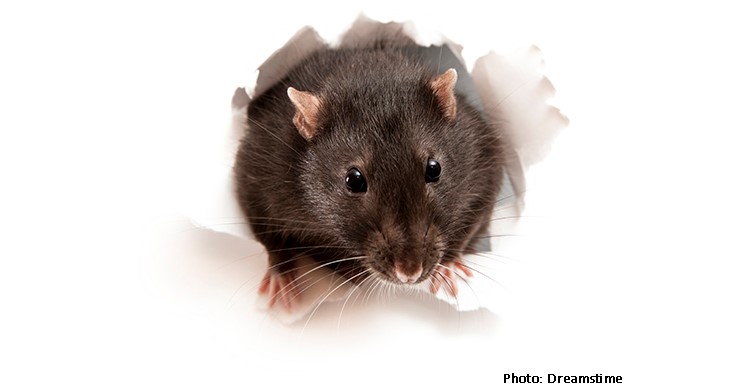 California Rat Population Exploding, New Report Claims