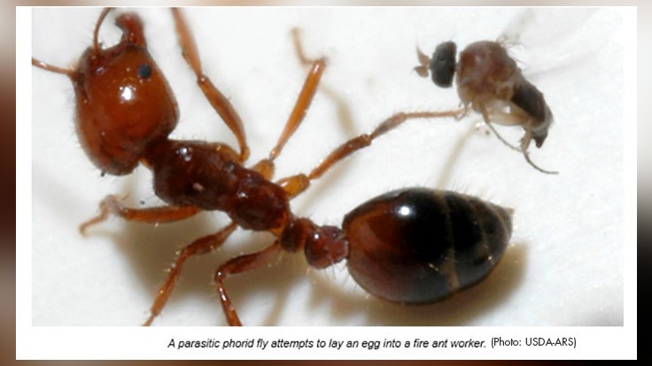 Natural Enemies Close In on Fire Ants, USDA Reports