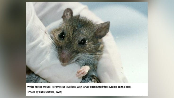 US Biologic/CAES Report Field Trials of Orally Delivered Anti-Lyme Vaccine Targeting the Field Mouse