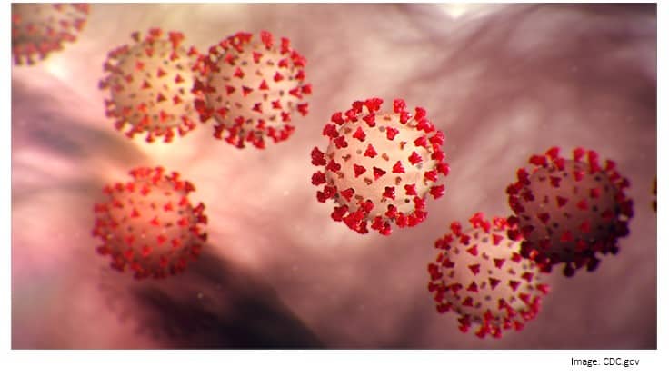 Coronavirus Virus: Do Mosquitoes Spread It?