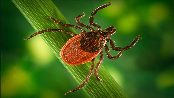 ESA: To Prevent Tick Encounters, Watch Where You Dump Your Leaves