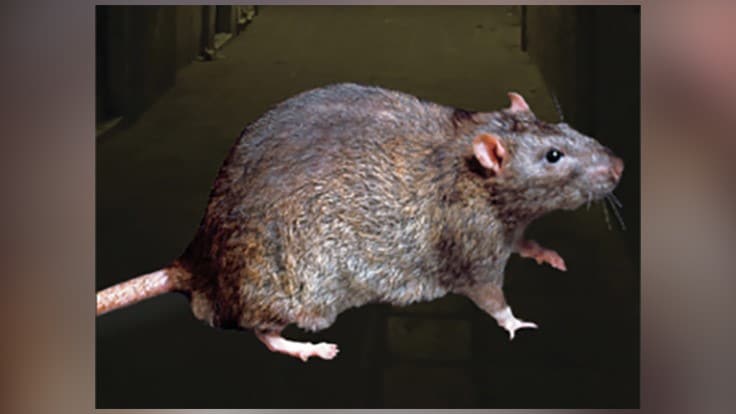 Rats on the Rise in New Orleans' Streets Due to COVID-19 Precautions