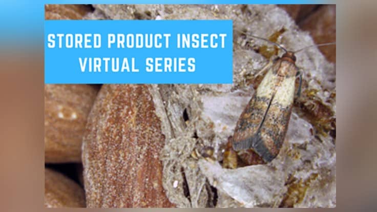 Insects Limited Launches Virtual Education Series