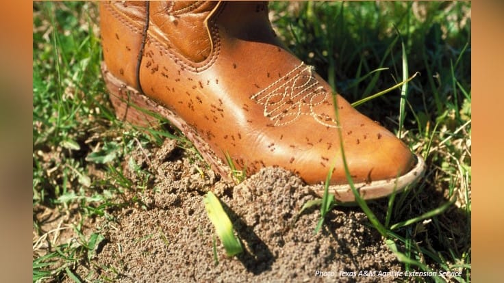 Texas A&M Recommends the Texas Two-Step for Fire Ant Control