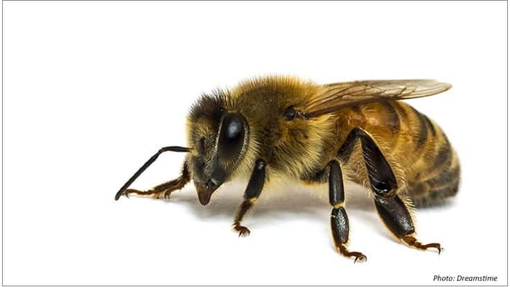 UCR Answers Everything You’ve Ever Wanted to Know About Bees
