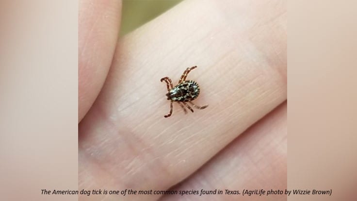 Warmer Weather May Bring More Ticks This Summer, Texas A&M Reports