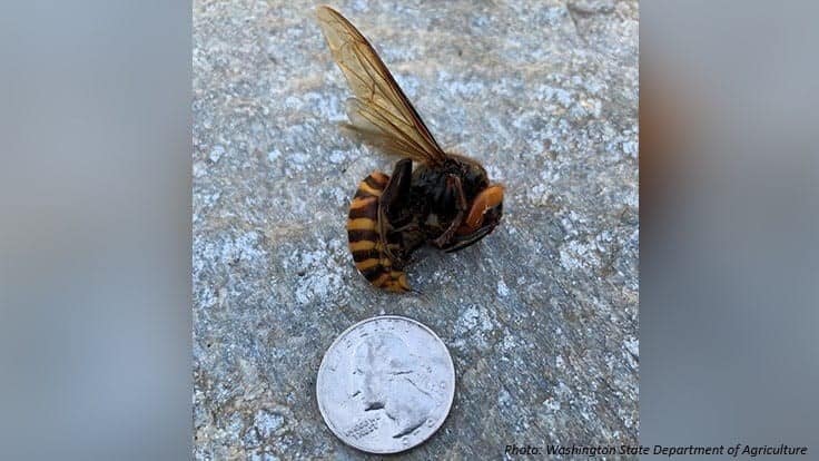 Confirmed Asian Giant Hornet in Washington Will Be Unable to Colonize, USDA Reports