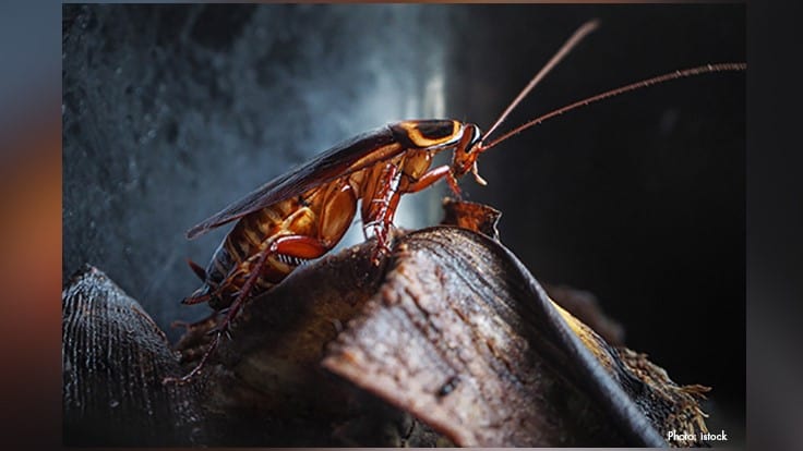 A Cockroach Season Like No Other