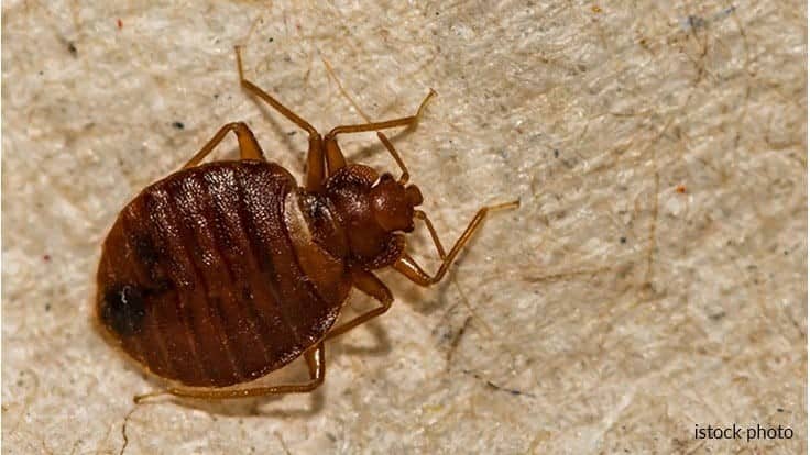 4 Ways to Protect and Engage Bed Bug Technicians During COVID-19