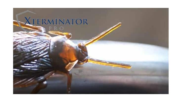 Xterminator Pro Now Part of Aegis Insurance