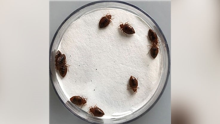 Purdue Research Shows How Essential Oils Restore Insecticide Effectiveness Against Bed Bugs