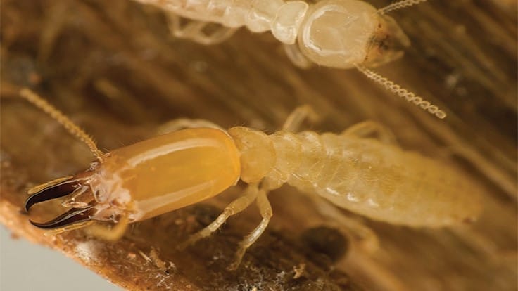 NPMA Featured in Newsweek.com Article About Texas Termite Infestations