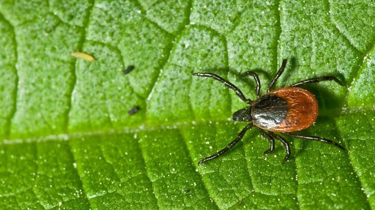 Maine Forest Tick Survey Updated