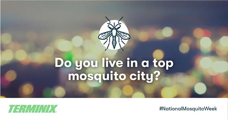 Terminix Releases List of Top Mosquito Cities by Consumer Search Trends