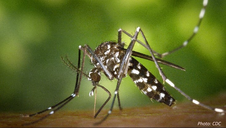 Mapping Dengue Hot Spots Can Pinpoint Zika, Chikungunya Risk
