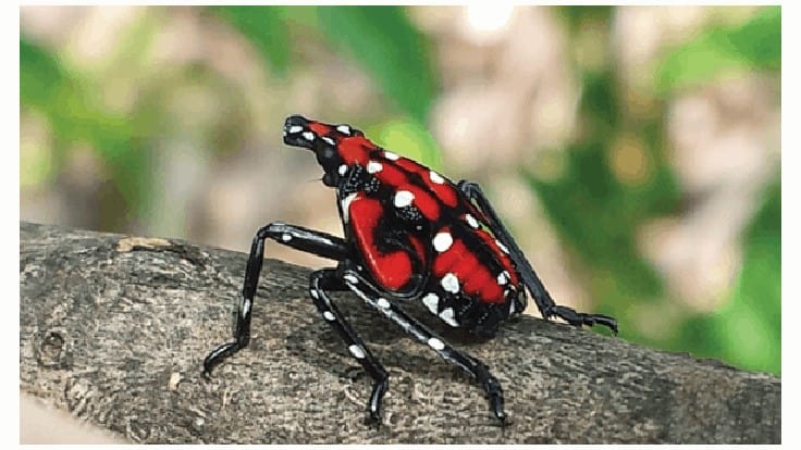 Pennsylvania Ag Officials Issue Spotted Lanternfly Alert