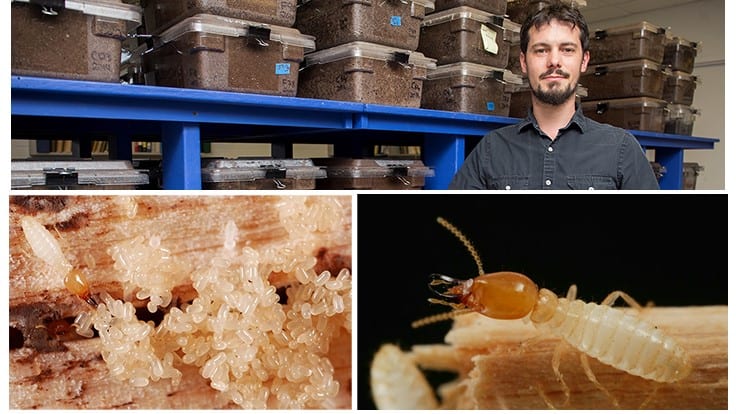 Termite Bait System Termite Colony Eliminate Termite Killing Control Solution 
