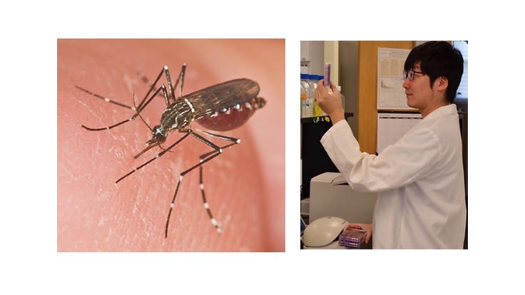 UF Researchers Examine Effects of Antiviral Agents Against Dengue Virus