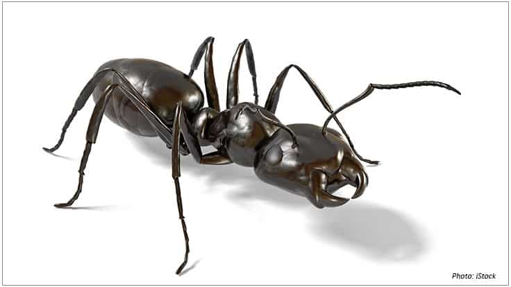 Boric Acid: Why It Works for Ant Control