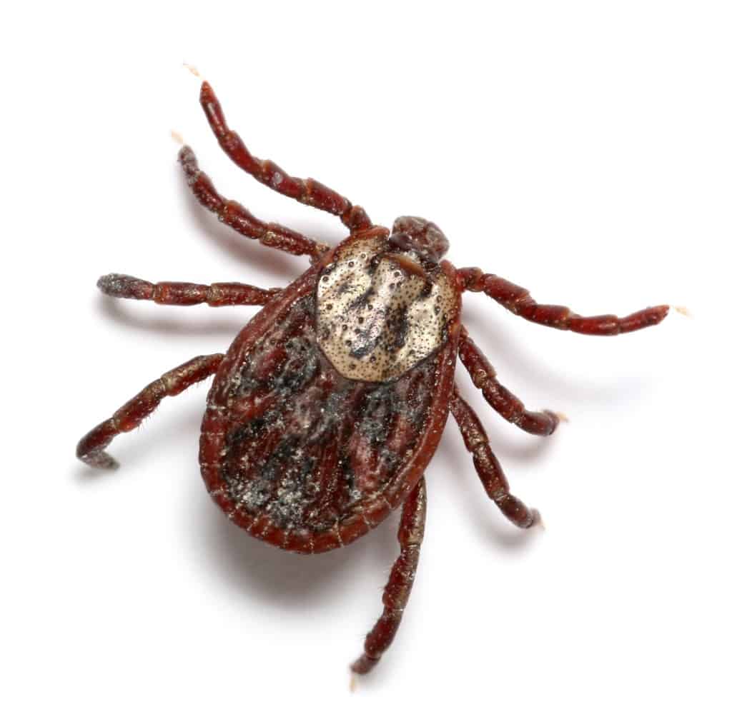 Drug Treatment for Lyme Disease Could Lead to its Eradication