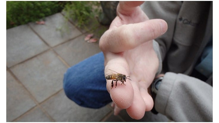 Bee Appearance, Behavior May be Related, Genetic Study Reveals