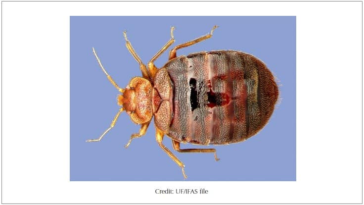 The Lurking Bed Bug Dangers The Pandemic Has Created For the Rental Community