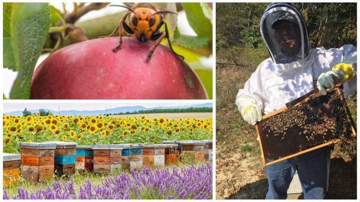 USDA APHIS Working to Protect Pollinator Health