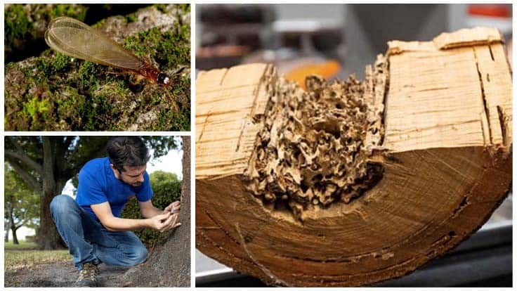 UF Scientist Answers Common Questions, Correct Misconceptions About Termites