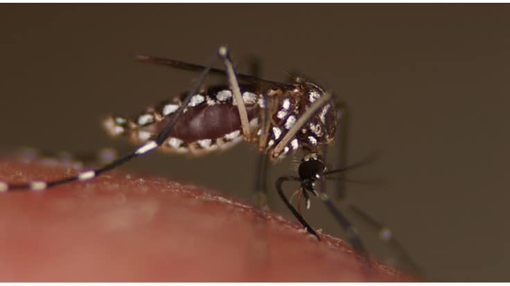 Texas A&M Research Continues to Combat Mosquitoes and Ticks