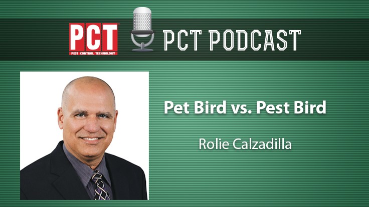 Podcast: Pet Bird vs. Pest Bird