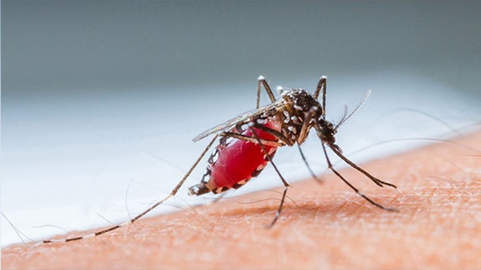 Los Angeles Takes Top Spot on Orkin's 2022 Top 50 Mosquito Cities List