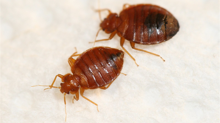 Bed Bug Research Round-Up – Pest Control Technology