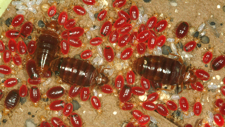 Tips for Non-Chemical Bed Bug Control