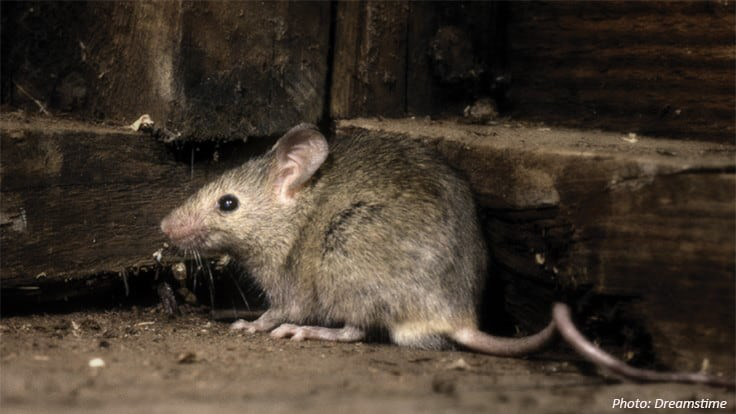 Peel Subsidy Program for Residential Rat Control Extended