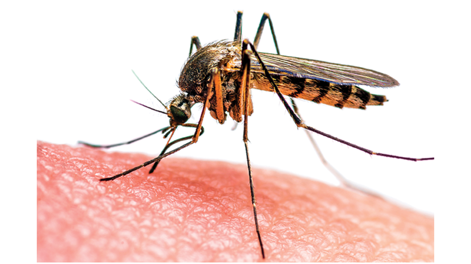 Genetic Discovery Could Spell Mosquitoes’ Death Knell