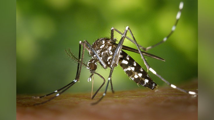 West Nile Virus Confirmed in Mosquitoes from Three Pittsburgh Neighborhoods