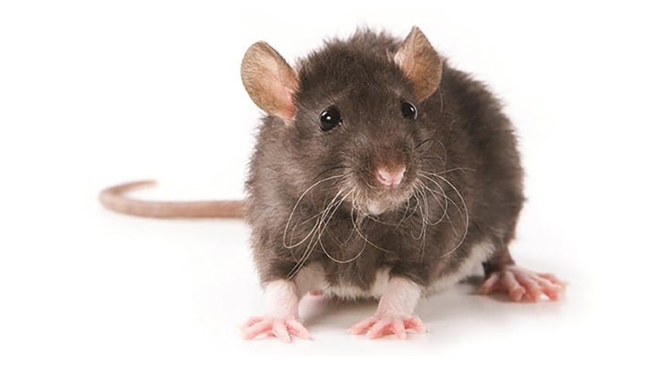 Reader Poll: Have Rodents Been More Active?