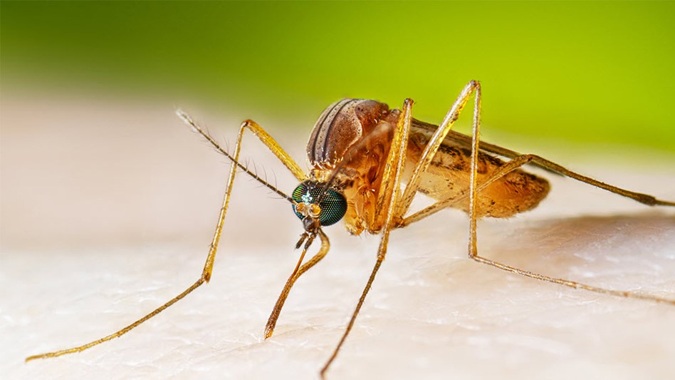West Nile Virus Responsible for 11 Deaths This Year