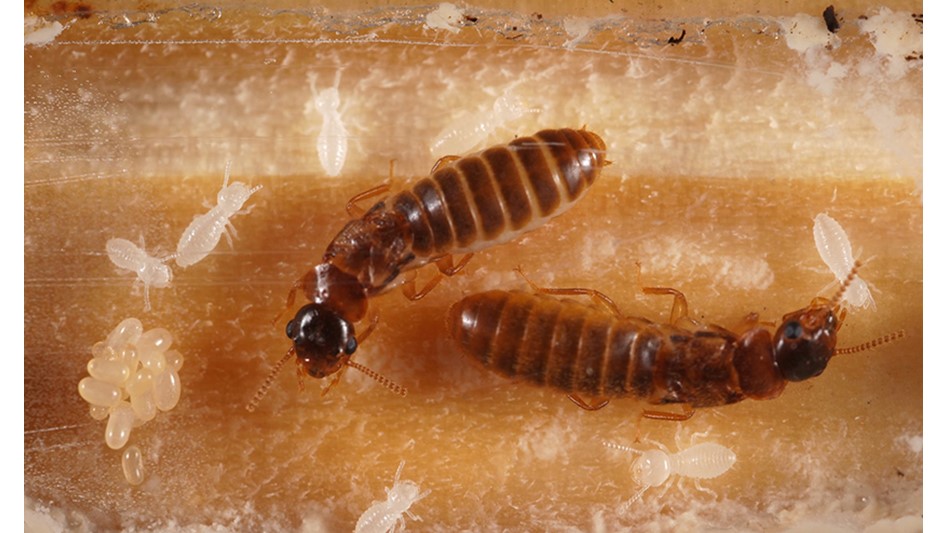 This subterranean queen and king pair are exhibiting parenting skills. 