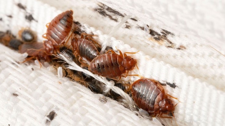 N.C. State Study: Common Veterinary Drugs Show Effectiveness Against Bed Bugs