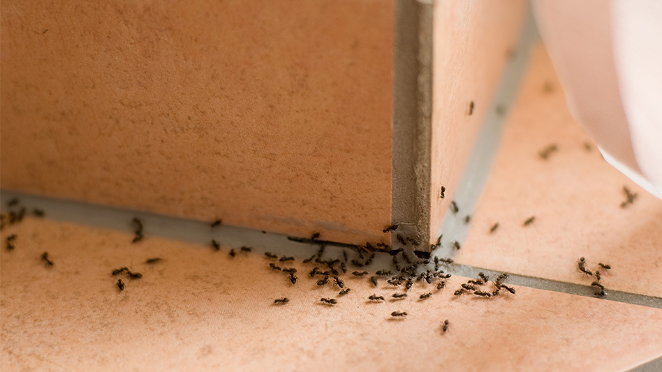 Super Sleuth Practical Tips For Trailing Ants Indoors Pest Control Technology