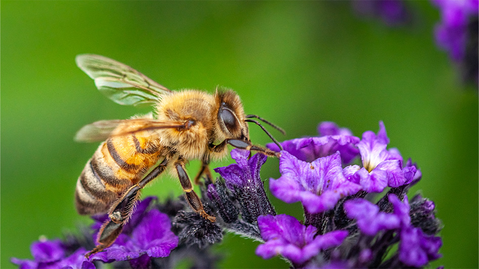 https://www.pctonline.com/fileuploads/image/2023/08/18/honeybee.jpg