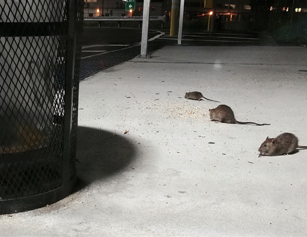 https://www.pctonline.com/fileuploads/publications/18/issues/103152/articles/images/iStock-815820448_NYC_Rat_Rodents_Eating_Off_Ground_Near_Trash_Can_fmt.png