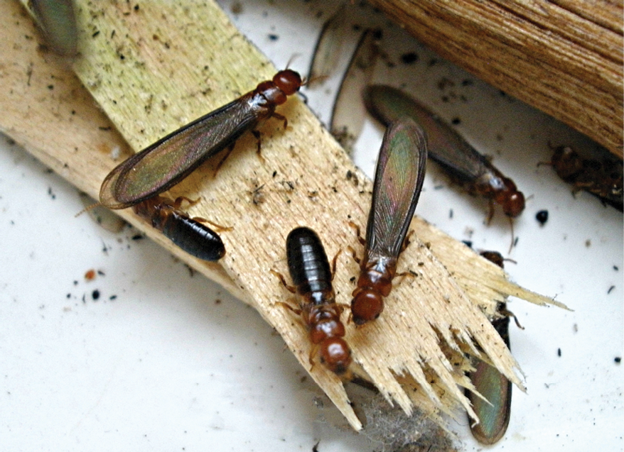 Some facts about dry wood termites