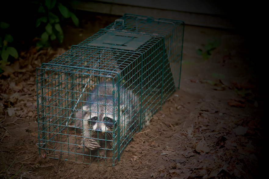Cage Trap Setting Principles - Pest Control Technology